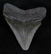 Fossil Megalodon Tooth - South Carolina #13683-1